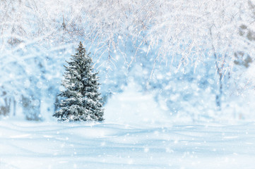 Fototapeta premium tree covered with snow among a snowy forest, winter morning in the forest