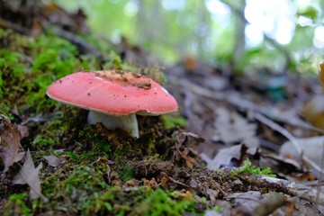 mushroom in the forest