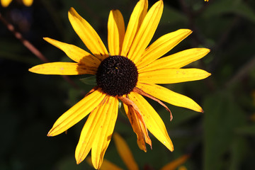 yellow flower close up