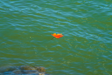 Rotes Herbstblatt im gr&uuml;nen Wasser