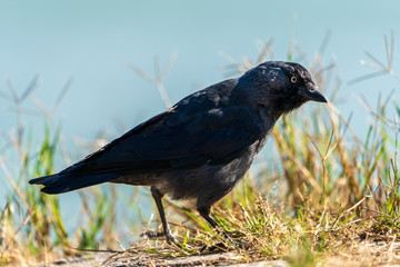 schwarzer Vogel im Gras