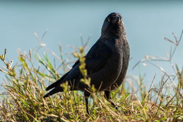 schwarzer Vogel im Gras