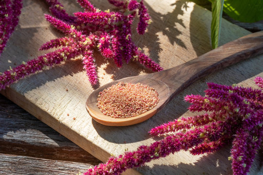 Amaranthus caudatus seeds and flowers