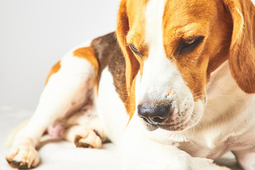 Purebred beagledog laid down in front of a white background