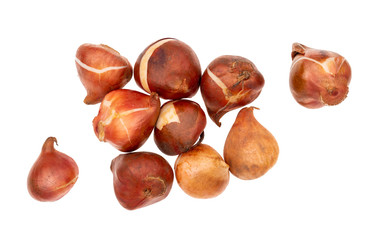 Assorted tulip bulbs isolated on white background. Overhead view.