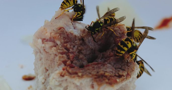 black and yellow wasps cover prepared raw rice roll and gather meat with fat intensively extreme close view