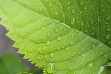 Close up of leaf water droplets