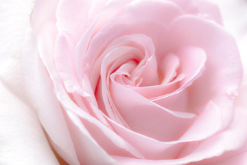 lovely romantic pick rose background