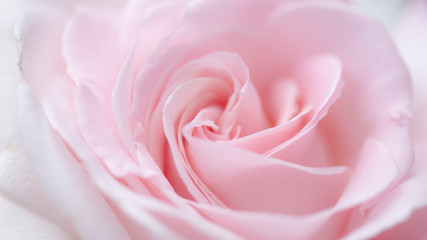 lovely romantic pick rose close-up