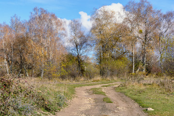 A rural country road runs among autumn trees against a blue sky and white clouds