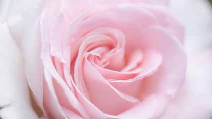 Fototapeta na wymiar lovely romantic pick rose close-up