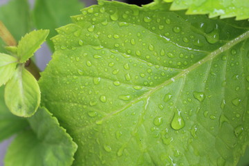 Close up of leaf water droplets