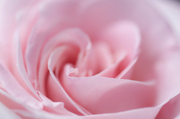 lovely romantic pick rose close-up