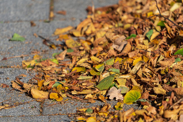 Herbstliche Laubblätter auf der Straße