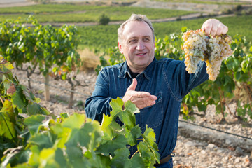 Mature smiling man gathers grapes