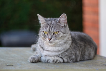 Beautiful silver marble lady cat relaxing oudoors, single posing animal, boring face, eye contact