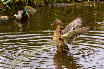 Duck in the lake flapping its wings trying to take off