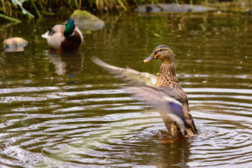 Duck in the autumn pond flapping its wings trying to take off