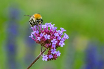 Orange and black bee sitting on violet flower collecting pollen. Blurry green and blue background.