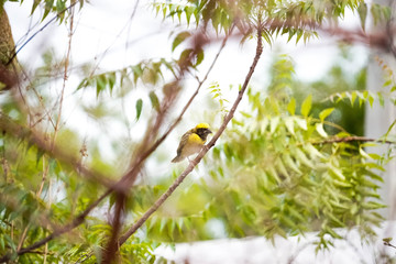baya weaver