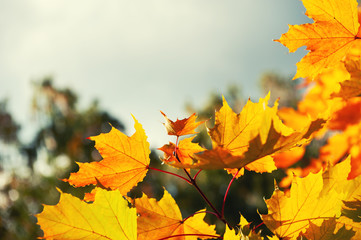 Fototapeta na wymiar Yellow autumn maple leaves in a forest against the sky. Beautiful autumn nature background