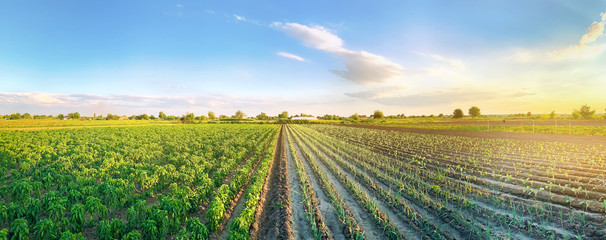 Panoramic photo of a beautiful agricultural view with pepper and leek plantations. Agriculture and farming. Agribusiness. Agro industry. Growing Organic Vegetables - obrazy, fototapety, plakaty