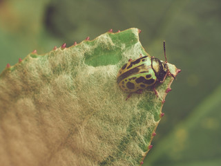 Green with Black Spots Scarab