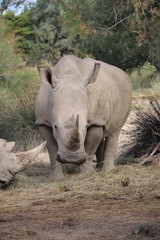 Naklejka premium rhino