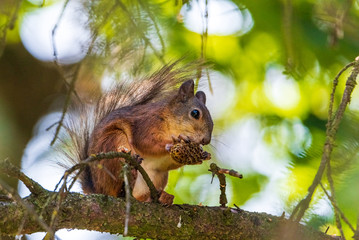 Squirrel on the tree eats. Photographed closeup.