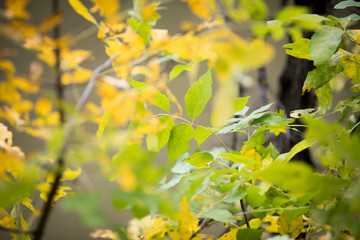 Autumn