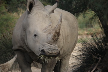 rhino