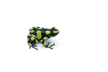 The poison dart frog isolated on white background