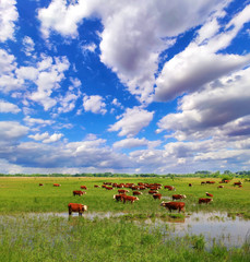 Herd of Beef Cattle grazing in pasture