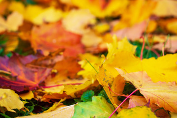 Colorful autumn leaves on the ground. Autumn colors.