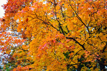 Fototapeta na wymiar Delicate yellow maple leaves. Autumn forest. Maple trees 