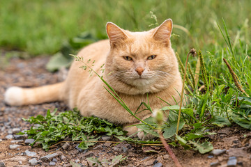 Naklejka na ściany i meble an Orange short fur cat is lying on grass
