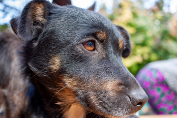 Close up of a serious black dog with beautiful orange eyes and a smart look. Close-up portrait.