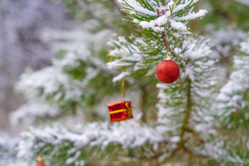 Christmas decoration red balls hanging on spruce branch, pine tree under snow