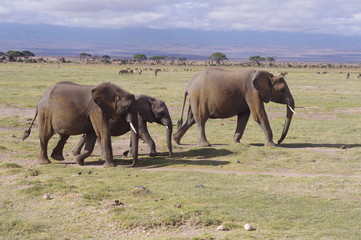 Elephant family in the wild Safari in Kenya