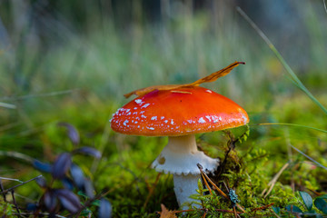 poisonous red amanita mushroom in autumn forest