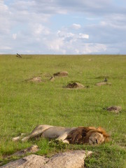 Wild lion sleeping in Savannah in Kenya