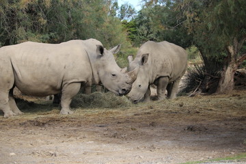 Fototapeta premium rhino au zoo