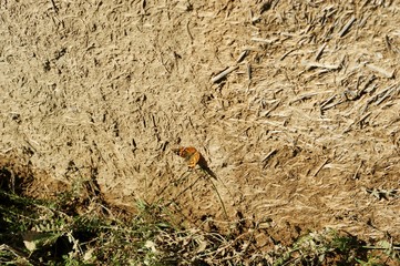 Old wall of a combination of red clay and straw