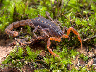 Juvenile Lychas tricarinatus scorpion, 3/4 view. These scorpions are parthenogenetic, which is a natural form of reproduction where females give birth without mating with a male