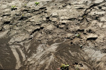 Black earth after rain. Footprints on the ground