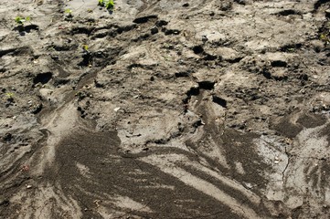 Black earth after rain. Footprints on the ground