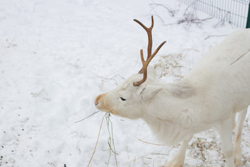 White deer closeup eats hay in the winter time