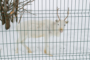 White deer closeup in the winter time behind bars