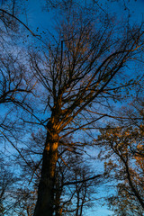 trees and blue sky