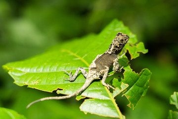 chameleon slough off on the leaf.